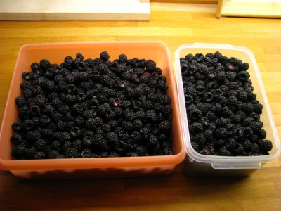 rubus_occidentale.jpg