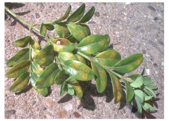 Buxus_Blauer_Heinz_Monarthropalpus_buxi.JPG