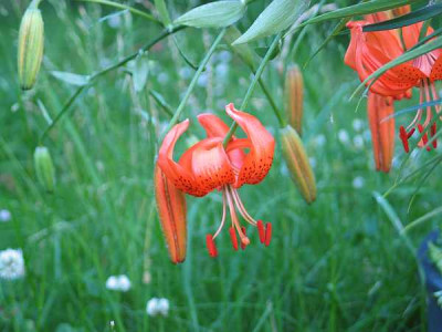l.davidii-willmottiae-2010.jpg