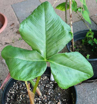A.candidissimum-blatt.jpg