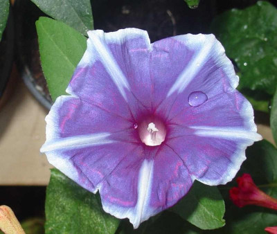 ipomoea_mt._fuji_sky_blue.jpg