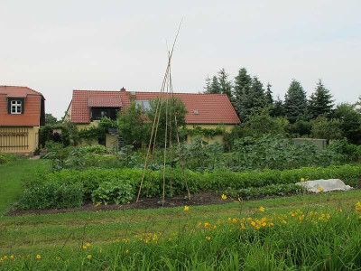 Gemusegarten_Juli__ue.jpg