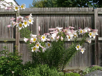 comp_Lilium_regale_02.07.10.jpg