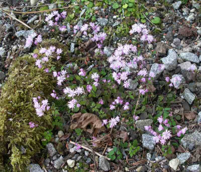 comp_Thalictrum_kiusianum_02.07.10.jpg