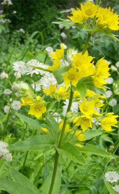 felberich-unbekannt-290610.jpg