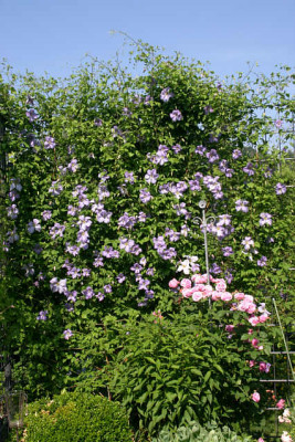 Cl.vit.Emilia_Plater2210.jpg