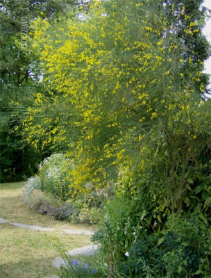 genista-aethnensis-010710.jpg