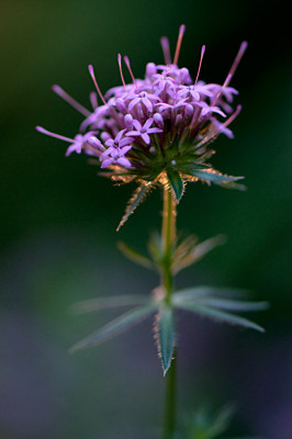 Phuopsis-Jul0110.jpg