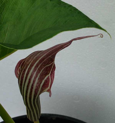 A.candidissimum-detail.jpg