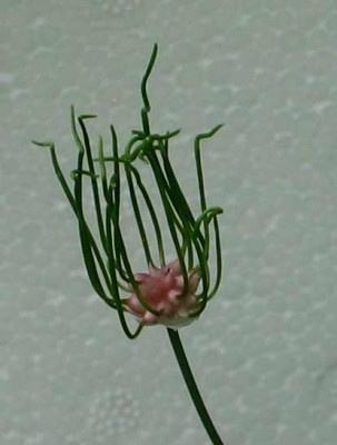 allium-zart.jpg
