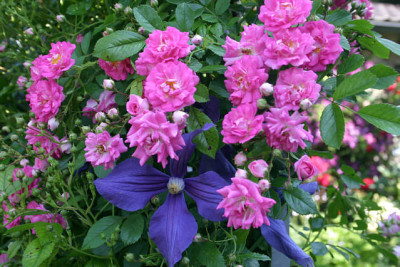 Rose_Super_Dorothy0110.jpg