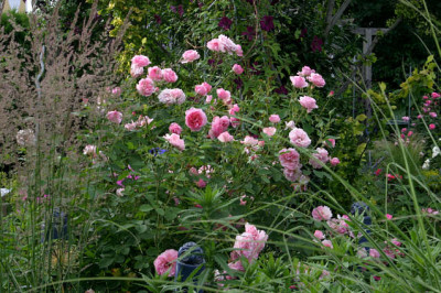 Rose_Hyde_Hall1108c.jpg
