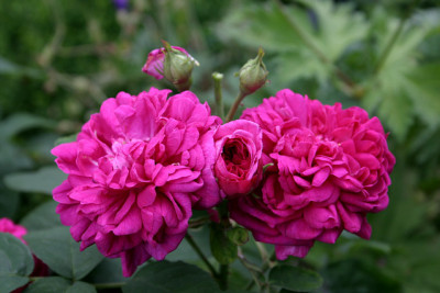 Rose_Mdme._Isaak_Pereire1409b.jpg