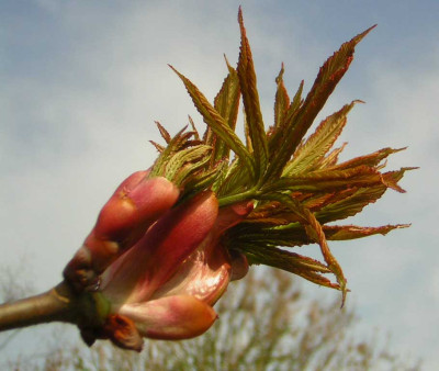 77Aesculus_pavia_K1.jpg