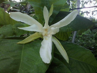 Kopie_von_020720102932Magnolia_ashei.jpg
