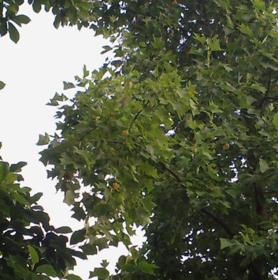 Kopie_von_020720102928Liriodendron_sinense.jpg