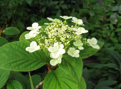 Hydrangea_heteromalla_Nepal_Beauty_800x600.jpg