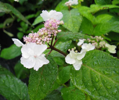 Hydrangea_serrata_Golden_Sunlight_2010_800x600.jpg
