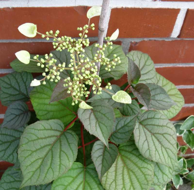 Schizophragma_Hydrangeoides_Moonlight_800x600.jpg