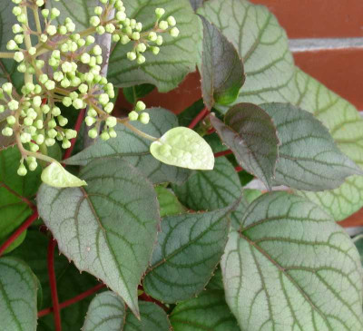 Schizophragma_Hydrangeoides_Moonlight_Detail_800x600.jpg