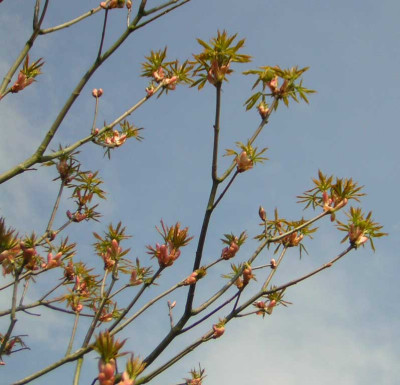 77Aesculus_pavia_K2.jpg