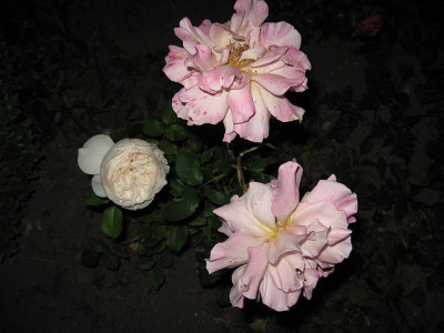 juliasrose-1.jpg