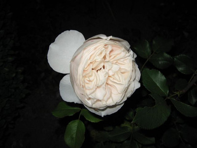 juliasrose-2.jpg