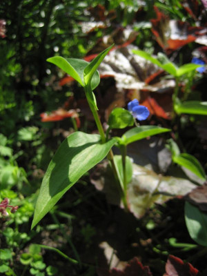 2010-07-03_unbekannt1.jpg