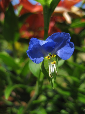 2010-07-03_unbekannt2.jpg