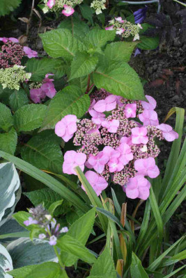 HortES10.JPG
