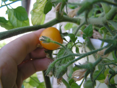 tomate020710.jpg