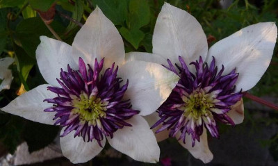 Cl_Floridabicolor_0710_04.JPG