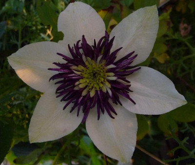 Cl_Floridabicolor_0710_05.JPG