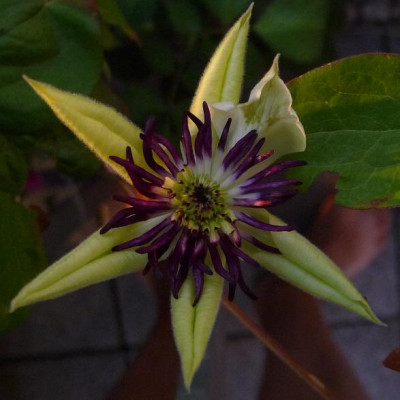 Cl_Floridabicolor_0710_03.JPG