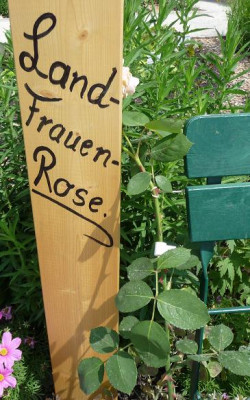 Landfreuenrose1.JPG