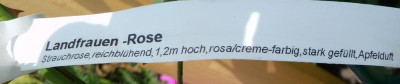 Landfreuenrose2.JPG