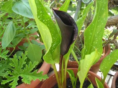 Zantedeschia.jpg
