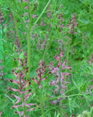 Erdrauch_100703_1.jpg