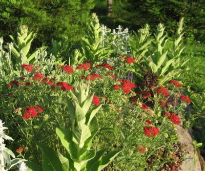 2010-06-16_Achillea.jpg