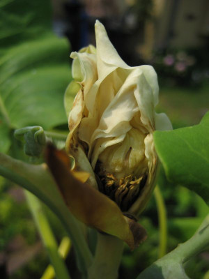 2010-07-04_M._ashei.jpg