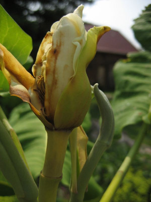 2010-07-04_M._ashei2.jpg