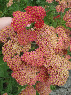 2010-07-04_Achillea_millefolium_Kirschkonigin.jpg