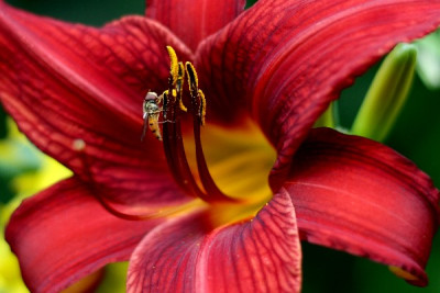 RED-Sommer2010-_0032.jpg