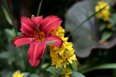 RED-Sommer2010-_0027.jpg