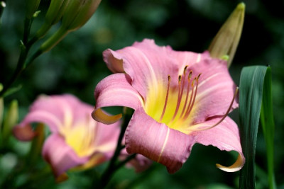 RED-Sommer2010-_0031.jpg