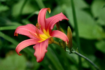 RED-Sommer2010-_0030.jpg