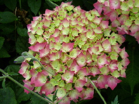 H.Dienemann2.JPG