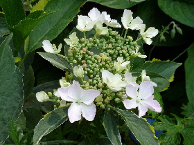 H.variegata2.JPG