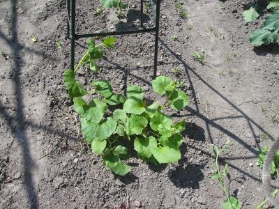 Armenian_Cucumber.jpg