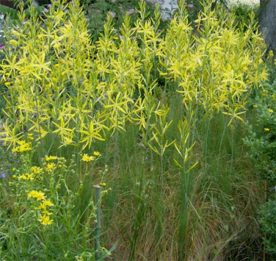 asphodeline-liburnica-04071.jpg